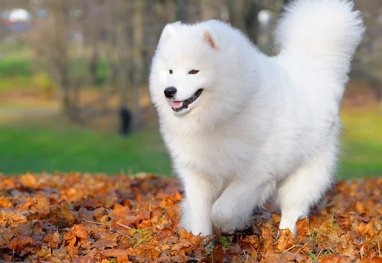 Trường huấn luyện chó Samoyed chuyên nghiệp